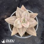 Echeveria Xichuensis