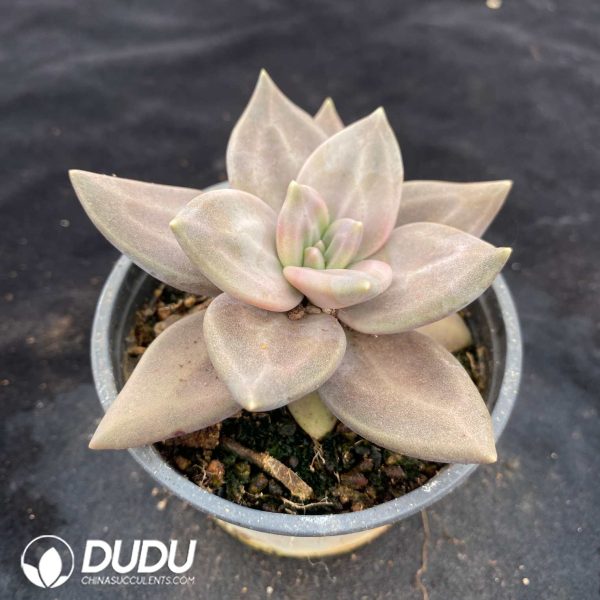 Echeveria Xichuensis - Image 2