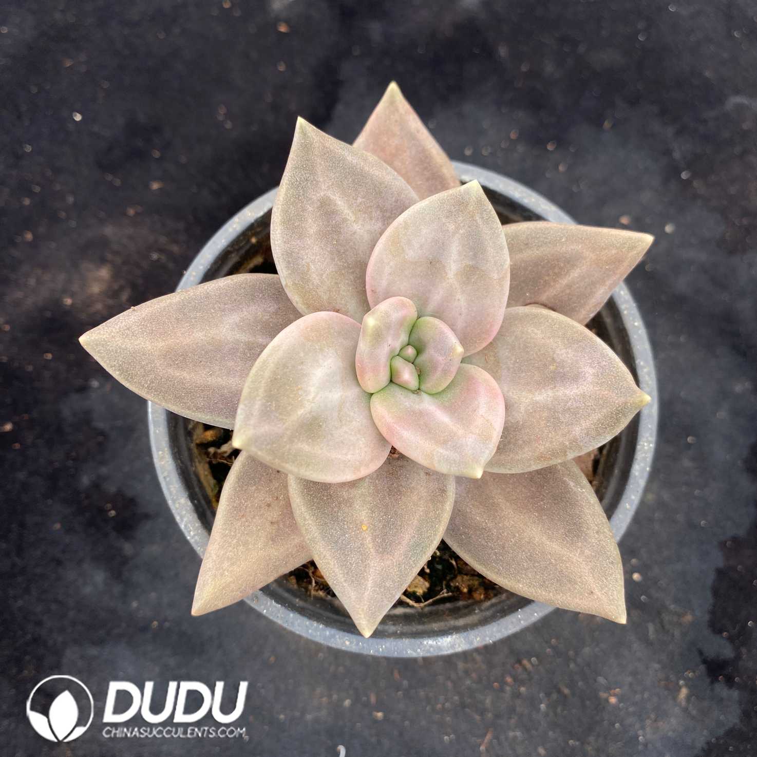10562D90.jpg Echeveria Xichuensis - Image 1