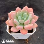 Echeveria Bailu - Image 2