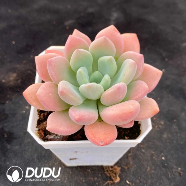Echeveria Bailu - Image 2