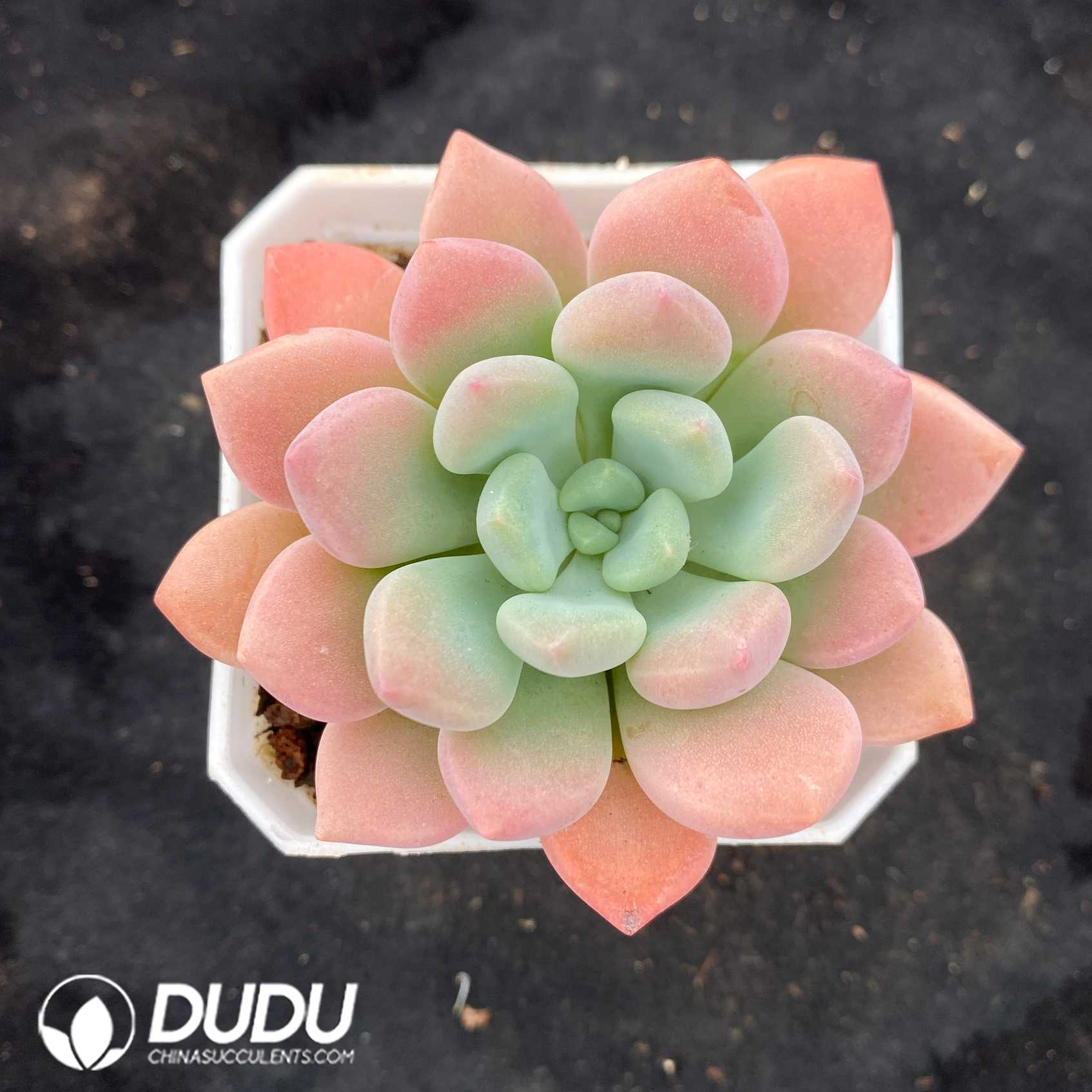 10563D70.jpg Echeveria Bailu - Image 1