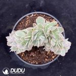 Echeveria 'Star Natha' F. Variegata Cristata