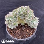 Echeveria 'Star Natha' F. Variegata Cristata - Image 2