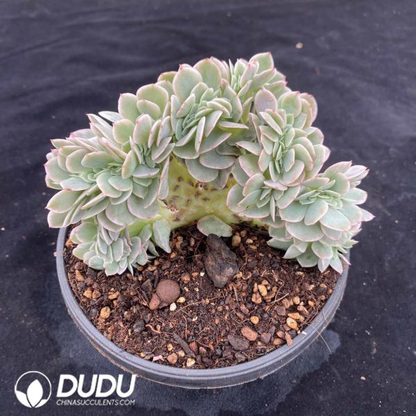 Echeveria 'Star Natha' F. Variegata Cristata - Image 2
