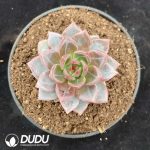 Echeveria Q Orange