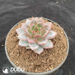 Echeveria Q Orange - Image 2