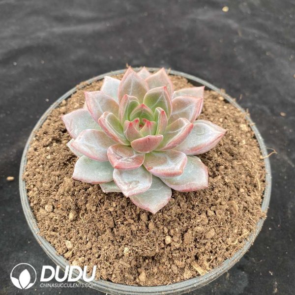 Echeveria Q Orange - Image 2