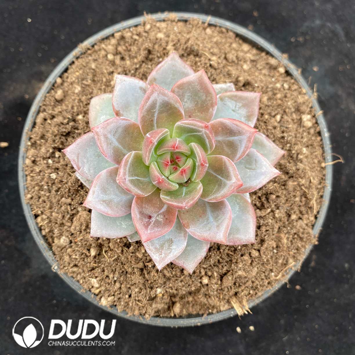 10565D160.jpg Echeveria Q Orange - Image 1
