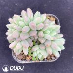 Pachyphytum Stella Lou