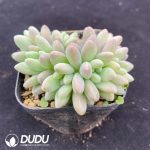 Pachyphytum Stella Lou - Image 2