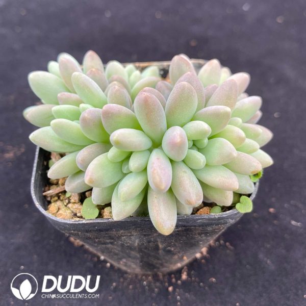 Pachyphytum Stella Lou - Image 2