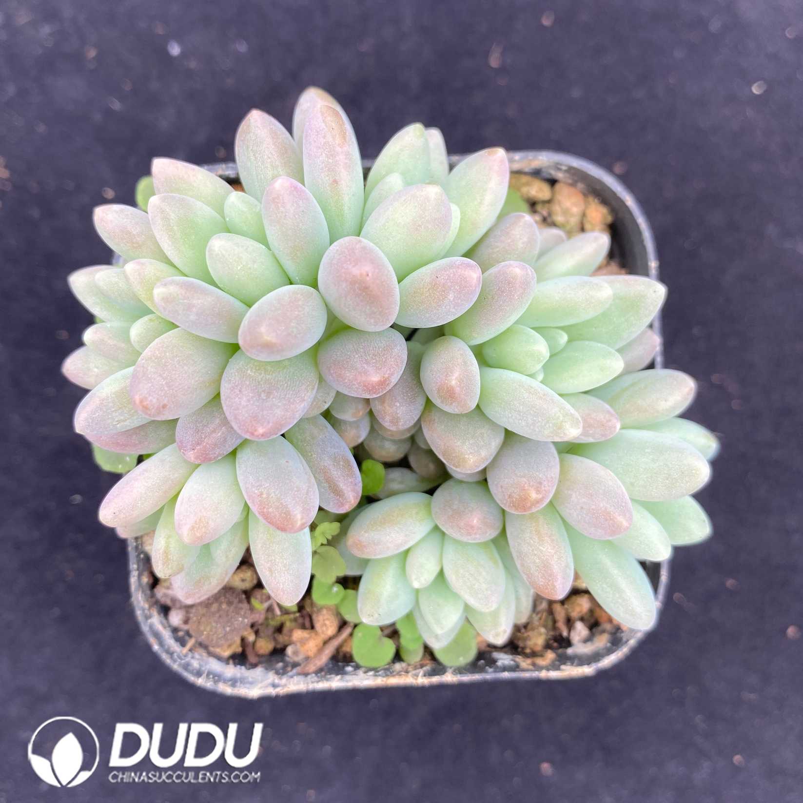 10566D65.jpg Pachyphytum Stella Lou - Image 1
