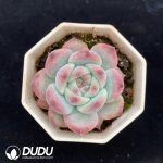 Echeveria Colorata F. Tapalpa