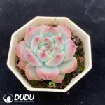 Echeveria Colorata F. Tapalpa - Image 2