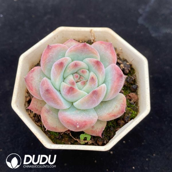 Echeveria Colorata F. Tapalpa - Image 2