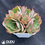 Echeveria Yangjin Clustering - Image 2