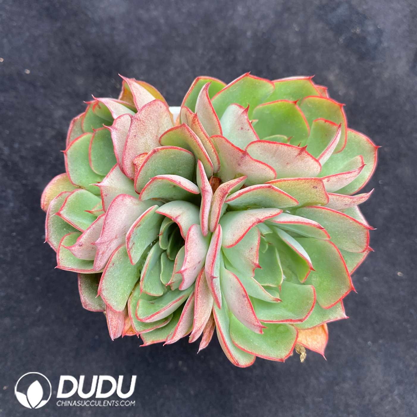 10568D70.jpg Echeveria Yangjin Clustering - Image 1