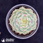 Echeveria Ben Badis