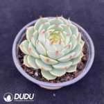 Echeveria Ben Badis - Image 2