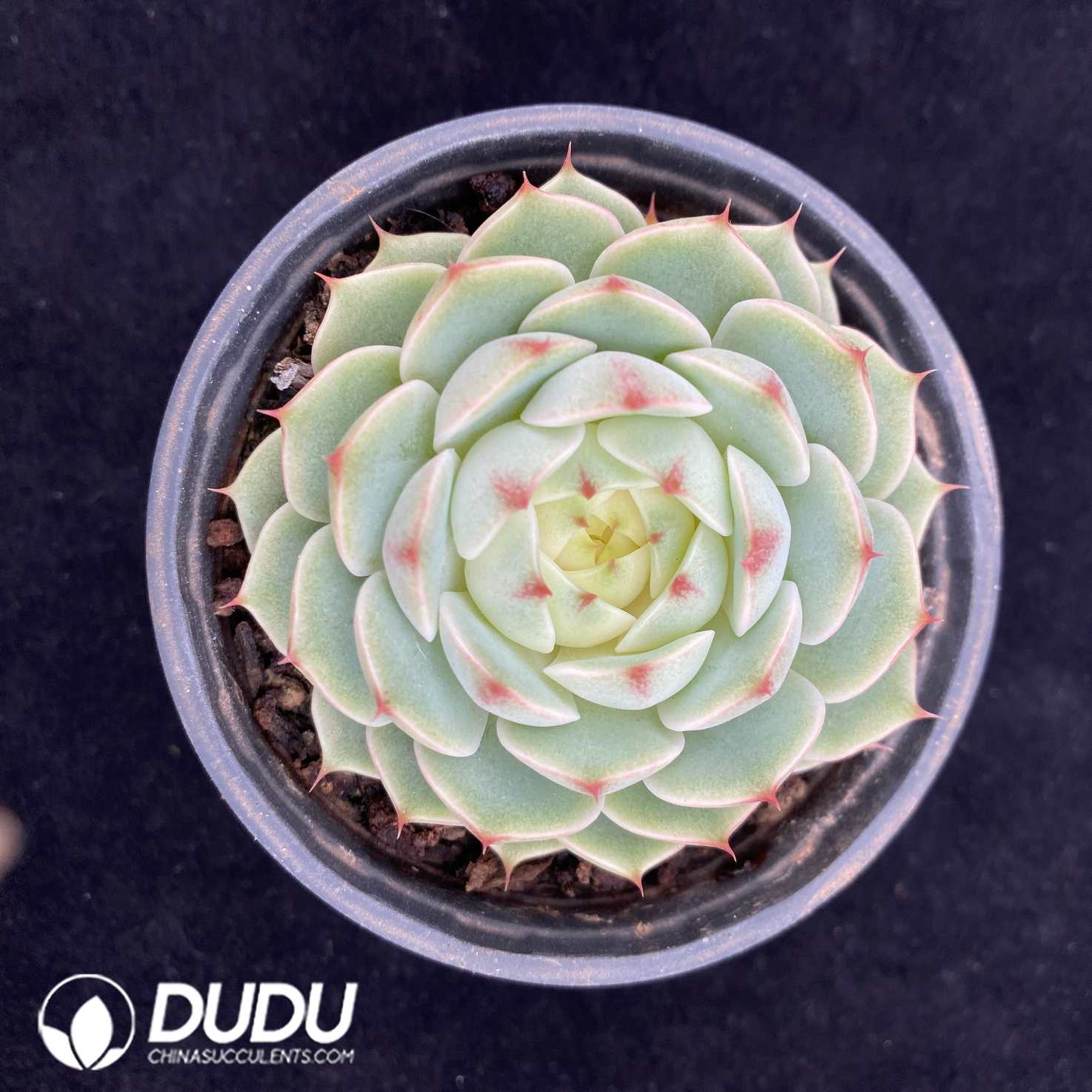 10569D90.jpg Echeveria Ben Badis - Image 1
