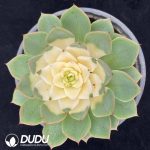 Echeveria Queen Chemical Variegated