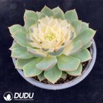 Echeveria Queen Chemical Variegated - Image 2