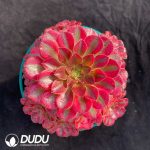 Aeonium Layered Autumn Orchid Hues Clusteirng