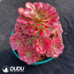 Aeonium Layered Autumn Orchid Hues Clusteirng - Image 2