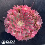 Aeonium Pink Copper Clustering