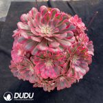 Aeonium Pink Copper Clustering - Image 2
