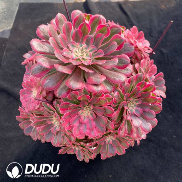 Aeonium Pink Copper Clustering - Image 2