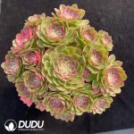 Aeonium Noble Clustering