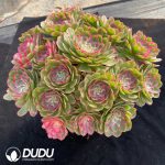 Aeonium Noble Clustering - Image 2