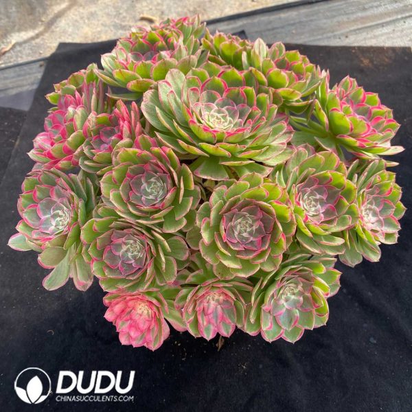 Aeonium Noble Clustering - Image 2