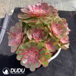 Aeonium Lotus Clustering