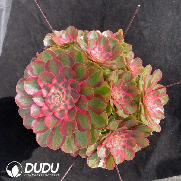 Aeonium Lotus Clustering - Image 2