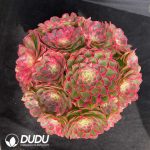 Aeonium Pink Hibiscus Clustering