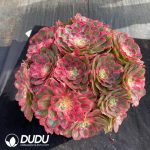 Aeonium Pink Hibiscus Clustering - Image 2