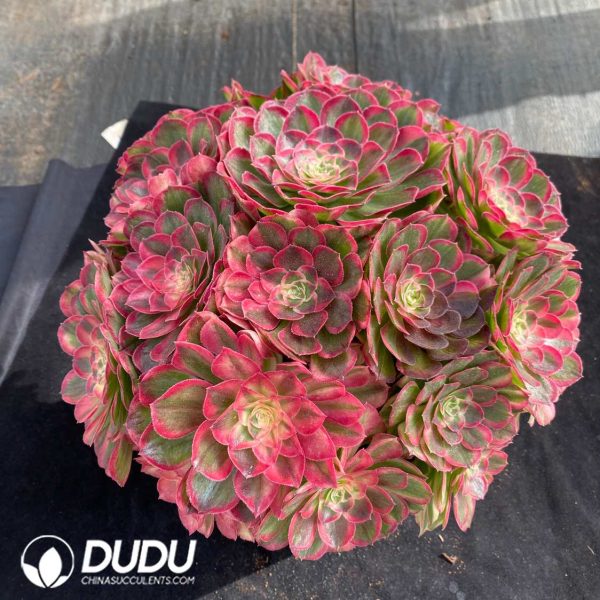 Aeonium Pink Hibiscus Clustering - Image 2