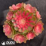 Aeonium Blazing Sun Clustering