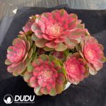 Aeonium Blazing Sun Clustering - Image 2