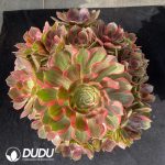 Aeonium Obsidian Clustering
