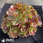 Aeonium Obsidian Clustering - Image 2