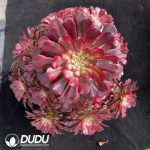 Aeonium Red Copper Clustering