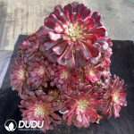 Aeonium Red Copper Clustering - Image 2