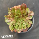 Aeonium Sakura Cristata