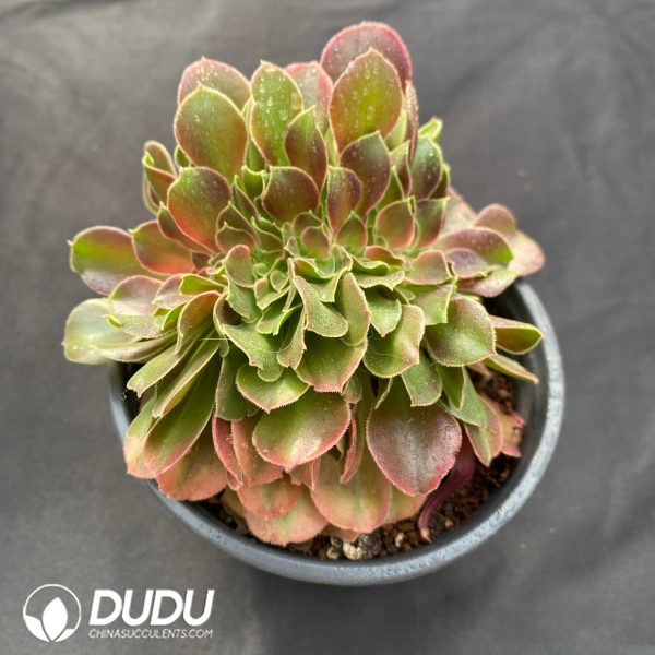 Aeonium Sakura Cristata - Image 2