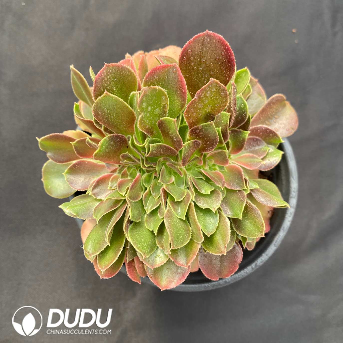 10579D120.jpg Aeonium Sakura Cristata - Image 1