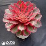 Aeonium Red Cat - Image 2
